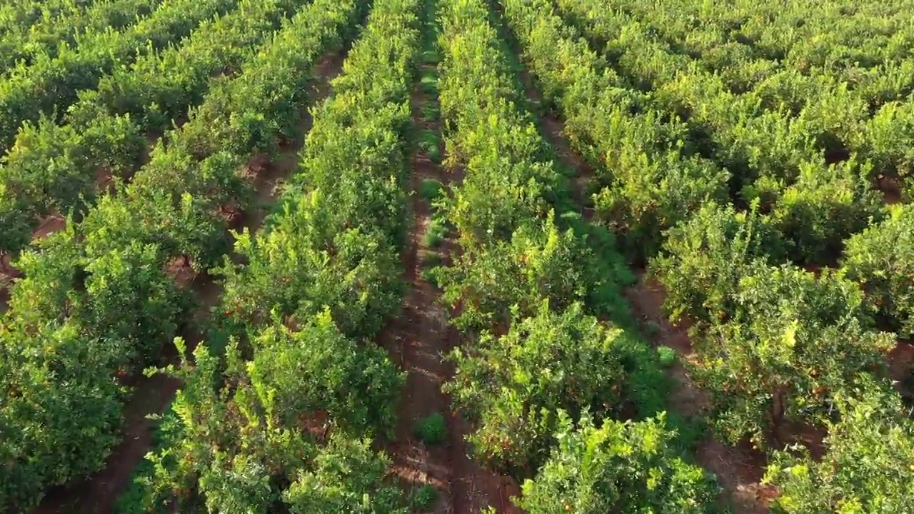 巴伦西亚的橘子种植园视频下载