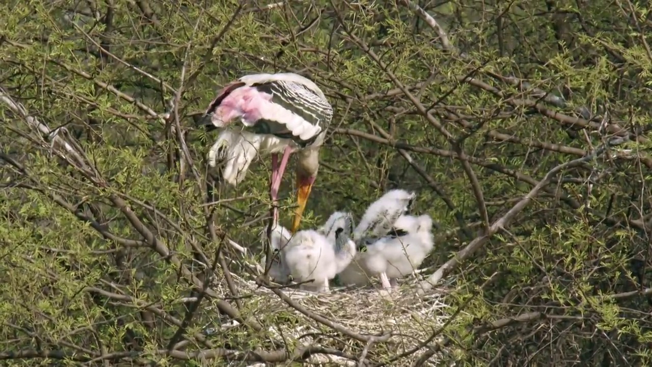 彩绘鹳喂养她的雏鸟在树枝巢-宽镜头/低角度视图/慢动作镜头视频下载