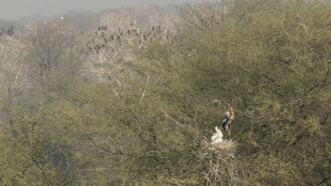彩绘鹳与她的小鸡在树枝巢，背景鸟群休息在树上-极端广泛的镜头视频下载