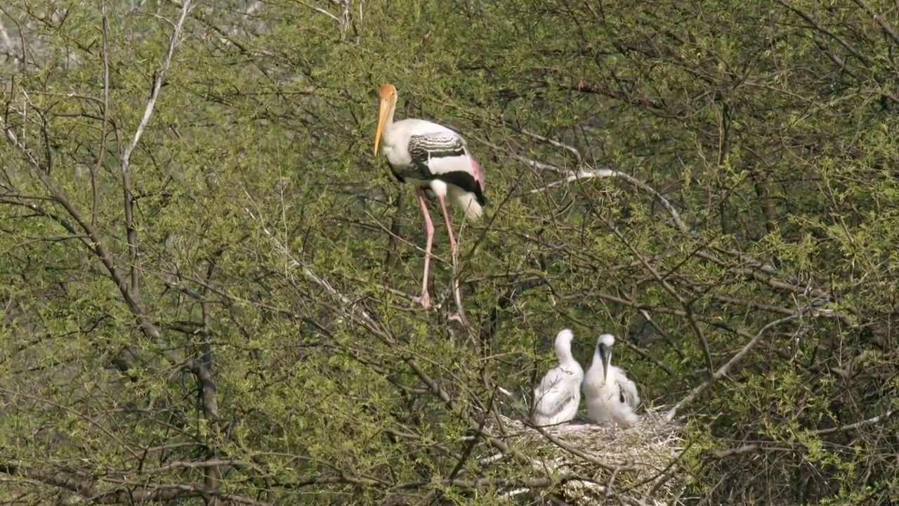 彩绘鹳站在鸟巢附近，守护着她的孩子，然后飞走了。她的两个宝宝在窝中休息的广角镜头/慢镜头视频下载