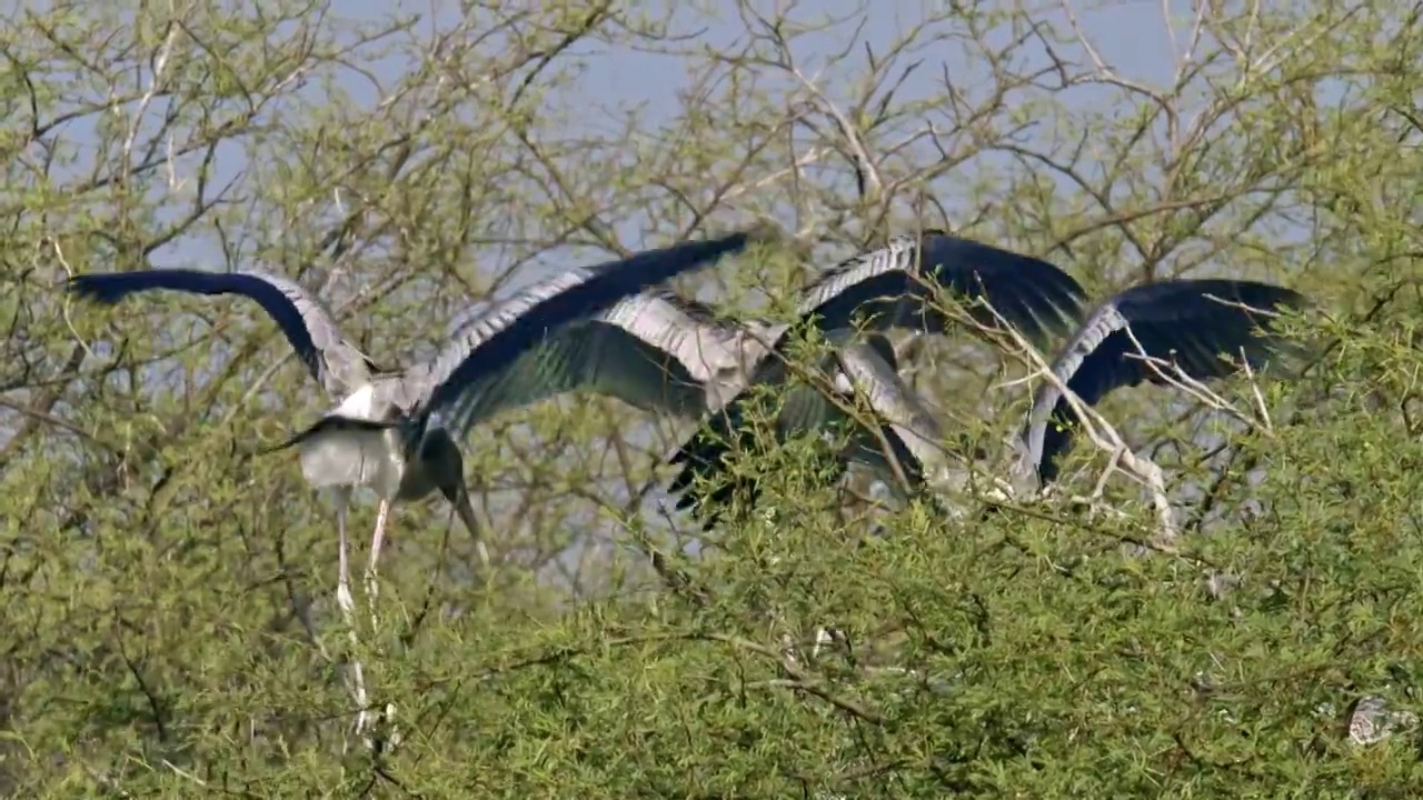 三只幼年鹳展示，在树枝上扇动翅膀-低角度/宽镜头/慢镜头视频下载