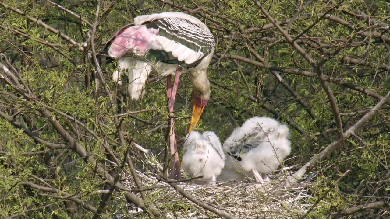 彩绘鹳筑巢和喂养她的雏鸟在树枝-宽镜头/低角度视图/慢动作镜头视频下载