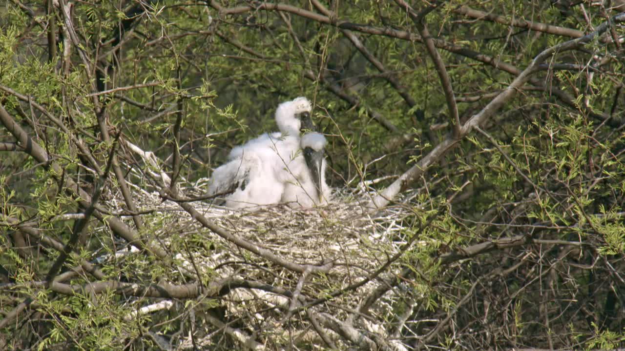 两只彩绘鹳雏鸟等待母亲在树枝巢，其中一只整理自宽镜头/慢动作镜头视频下载