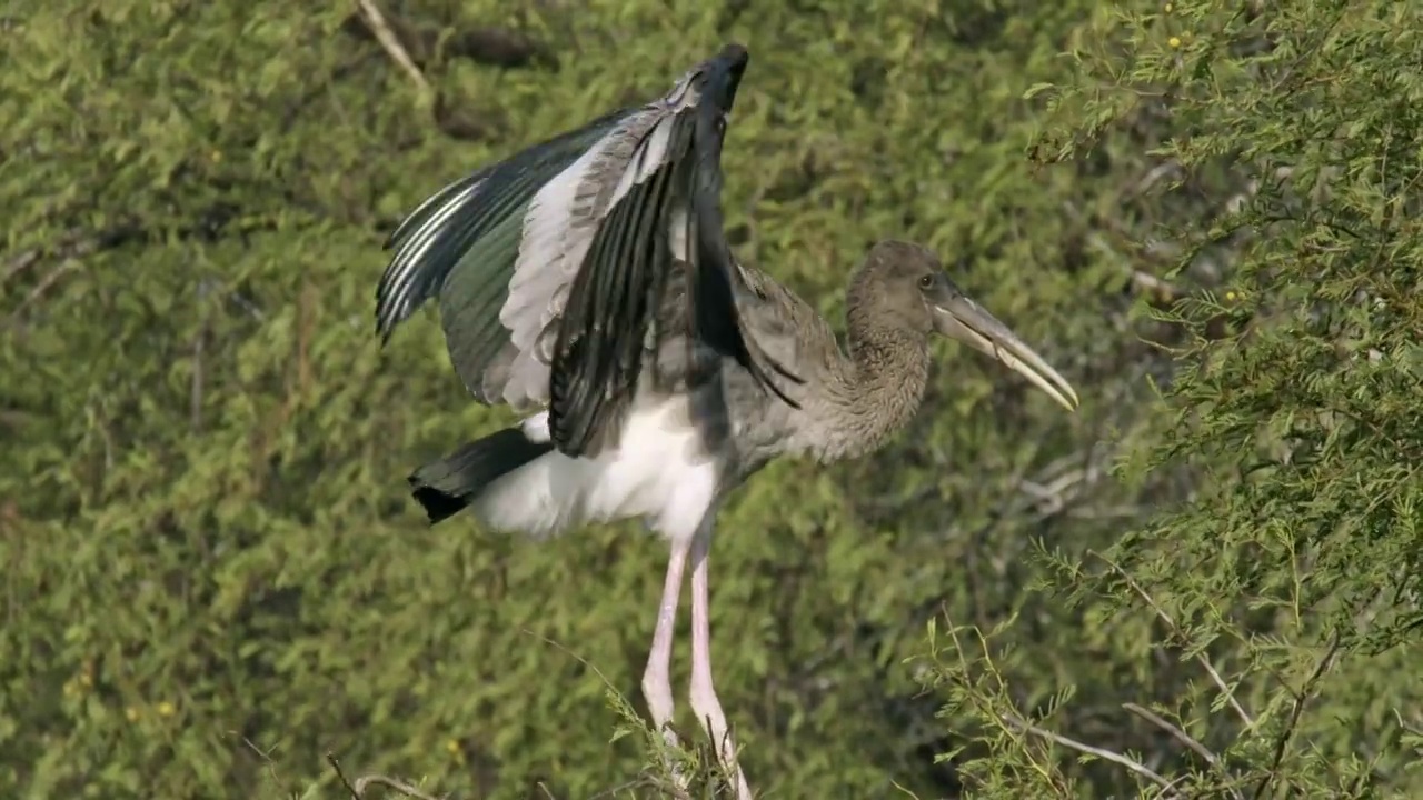 幼鹳在树枝上行走，展示它的翅膀，用喙衔住食物-聚焦在前景视频下载