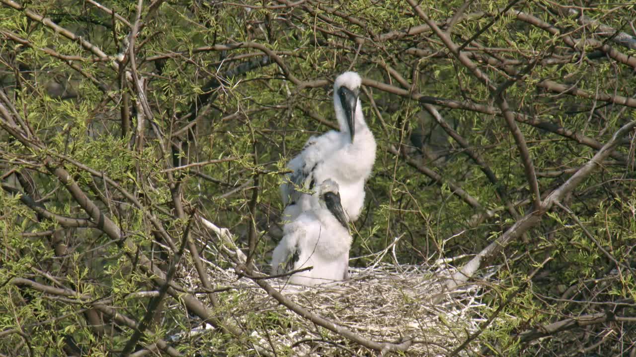 两只彩绘鹳雏鸟在树枝巢中等待妈妈，其中一只扇动翅膀觅食——全镜头/慢镜头视频下载