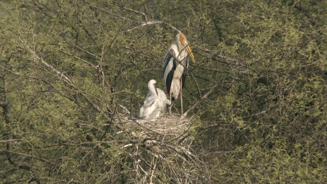 彩绘鹳与她的雏鸟在树枝巢，雏鸟觅食，接近母亲的食物-全镜头/低角度视图视频下载