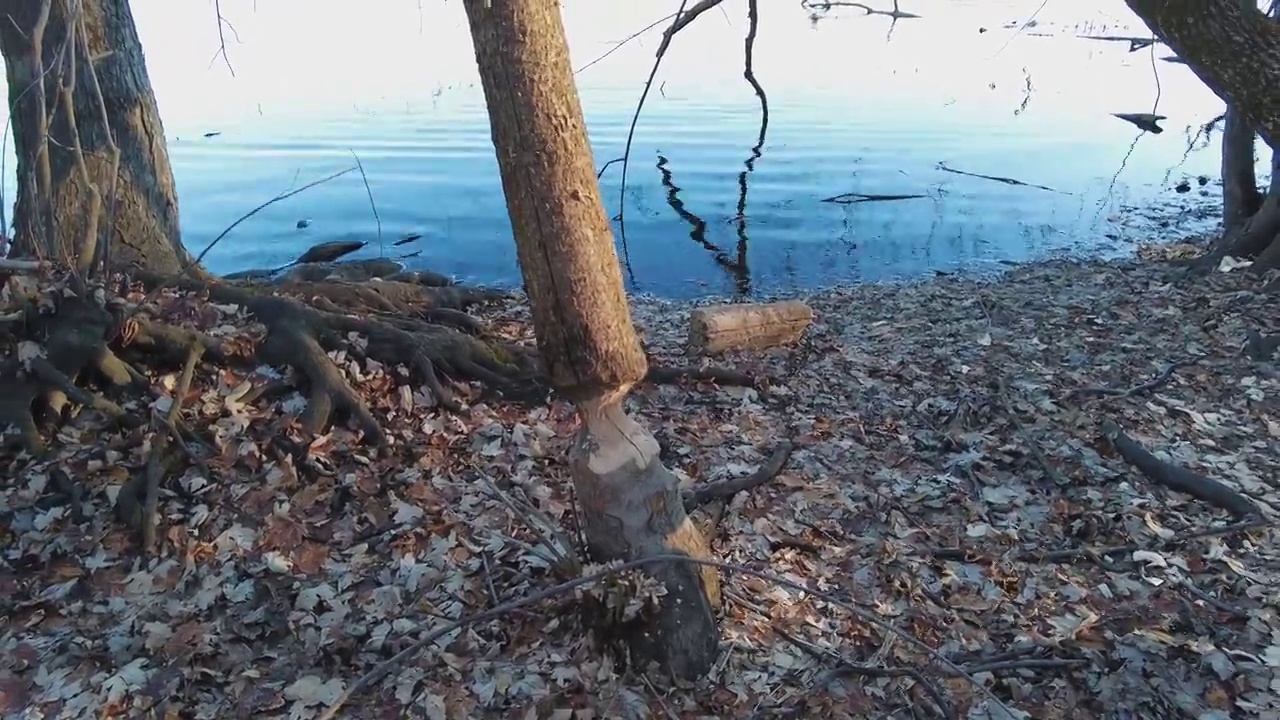 这段视频展示了一只海狸的工作成果，河岸上有一棵被咬伤的树和一些木屑，背景是一只鸬鹚视频下载