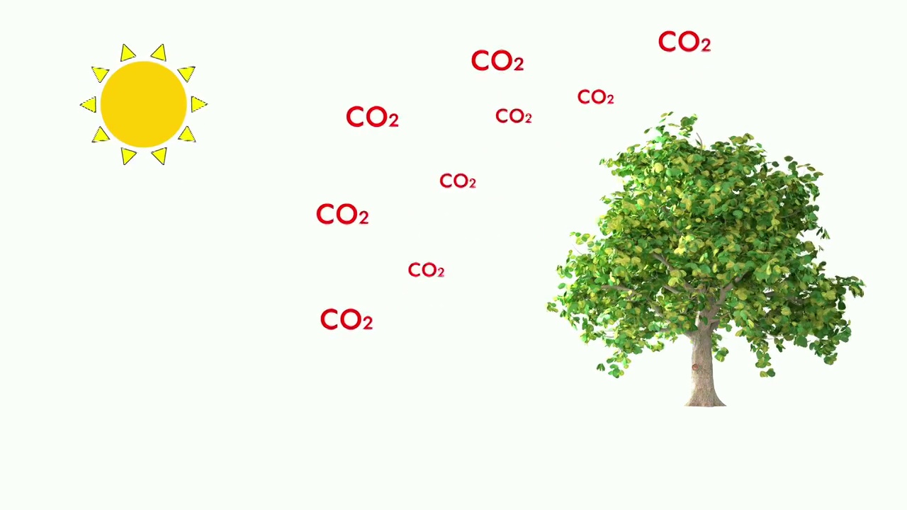 光合作用，迈向碳中性的第一步。视频下载