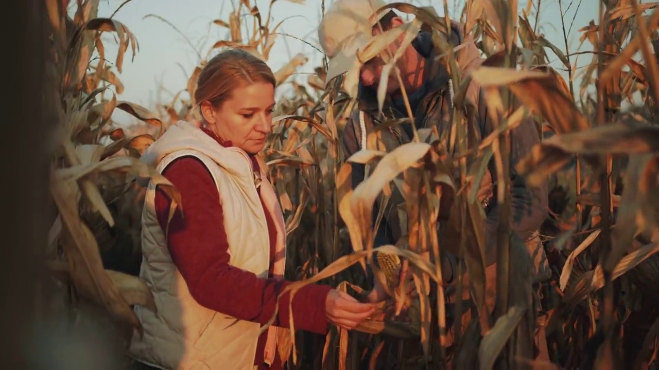 几个农民在检查玉米质量视频下载