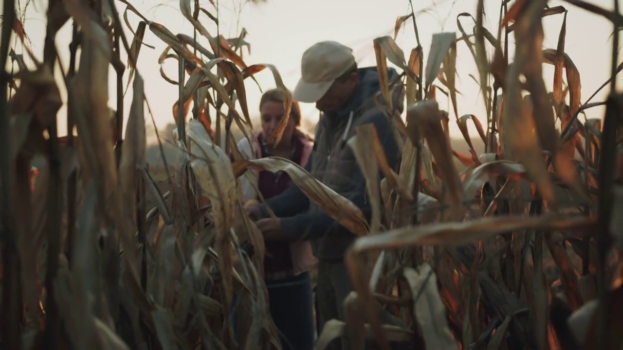 夕阳下，几个农民在检查玉米视频下载