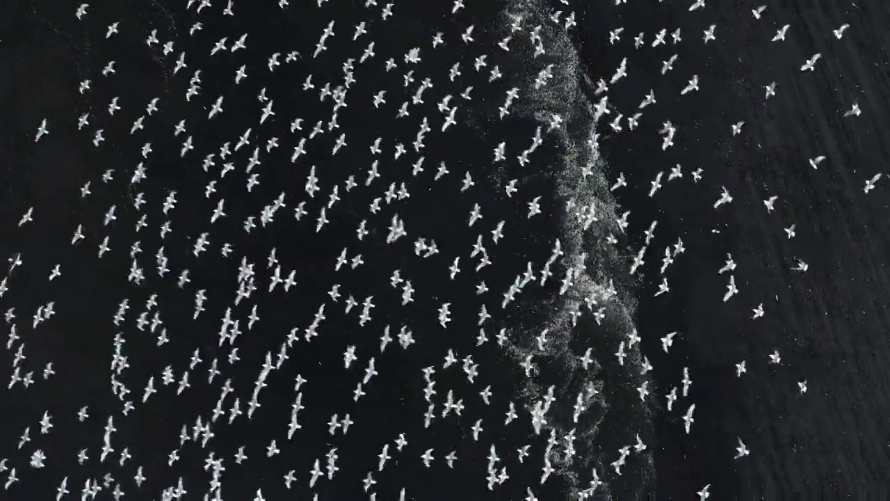 一架追踪无人机在冰岛黑色沙滩和海洋上空拍摄视频素材