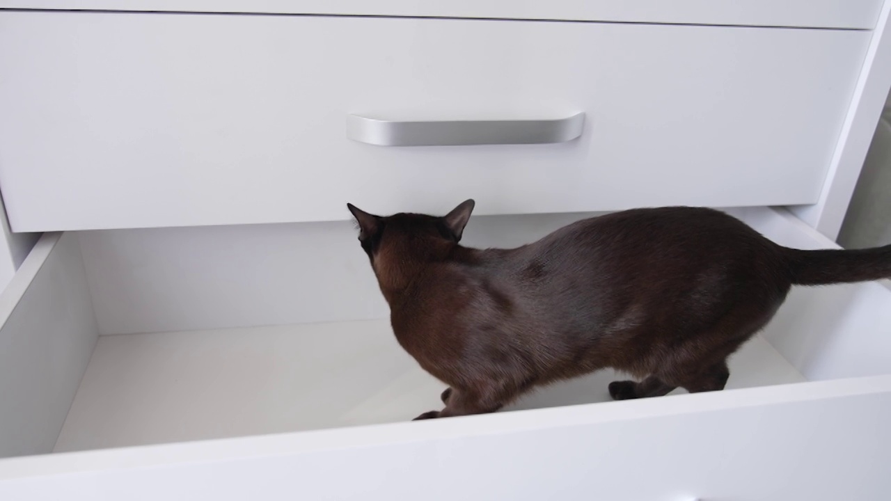 家猫站在柜子的空抽屉里。基蒂在寻找那件家具。关闭了。视频下载
