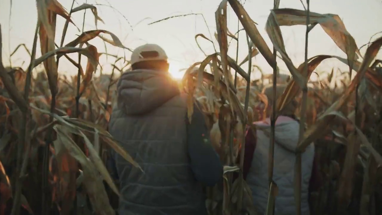 夕阳下，几个农民走在玉米地里视频下载