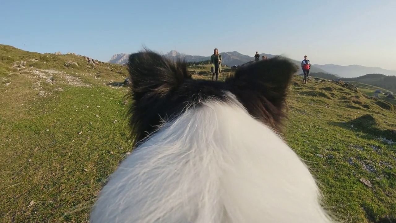 边境牧羊犬在山上玩球视频素材