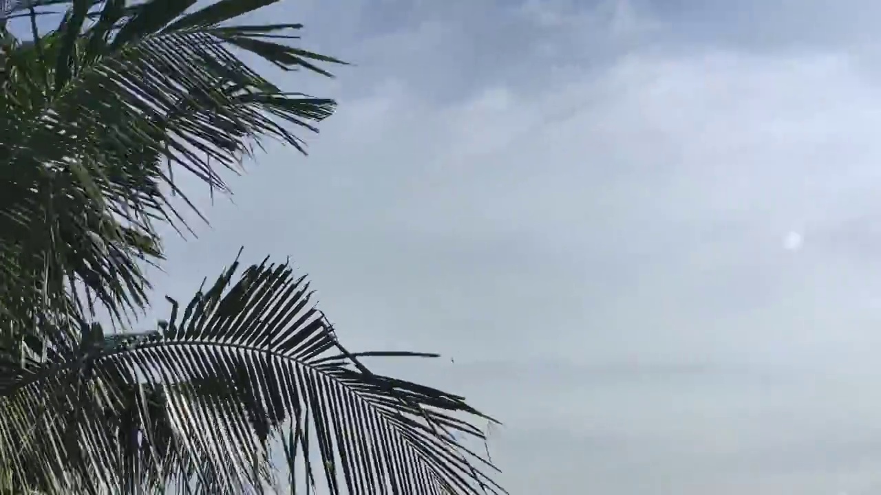 4k时间间隔视频，椰子树或棕榈树的叶子和云朵在白天移动，适合夏季和假期的视频视频素材