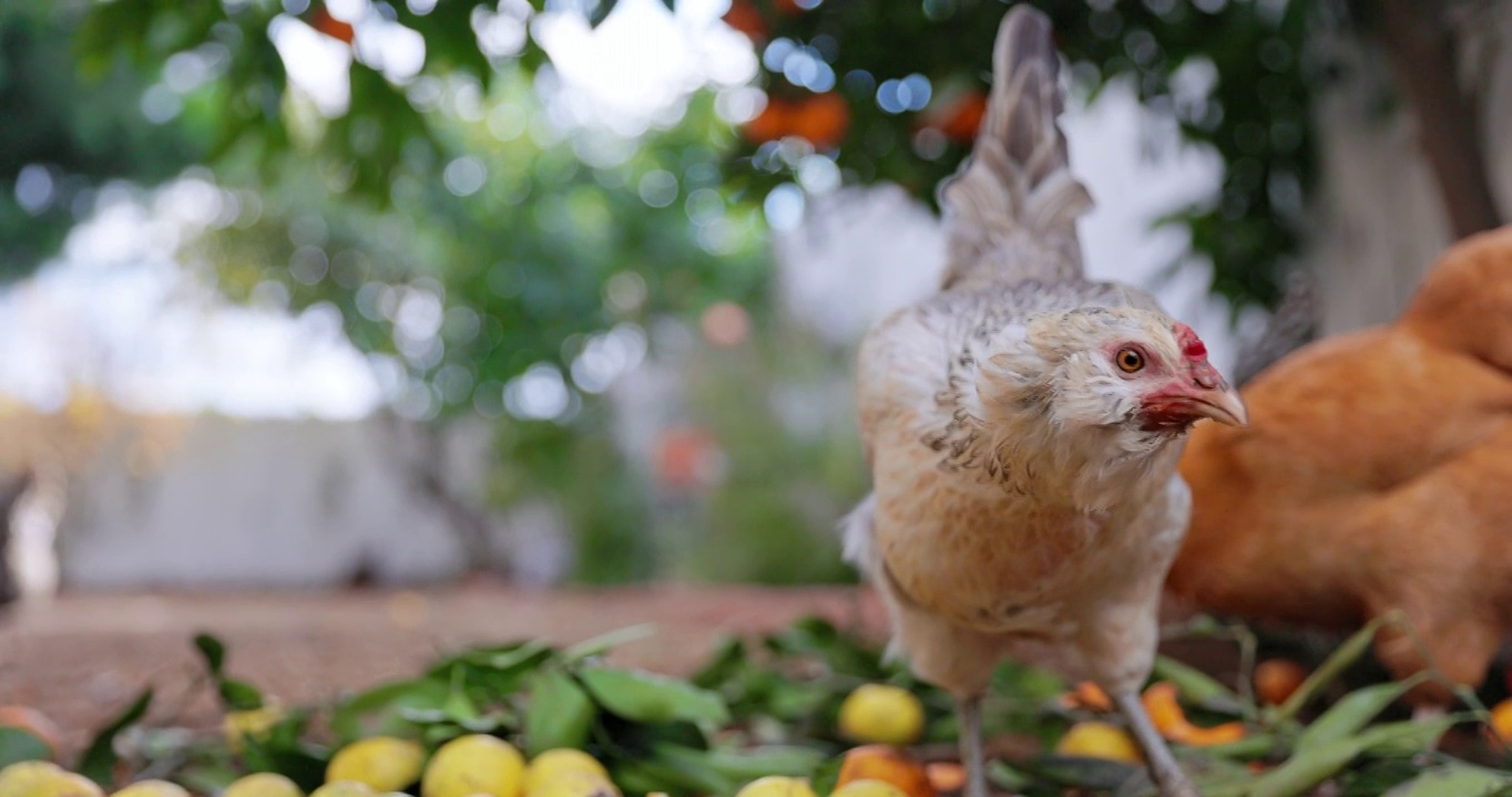 南加州的后院养鸡视频下载