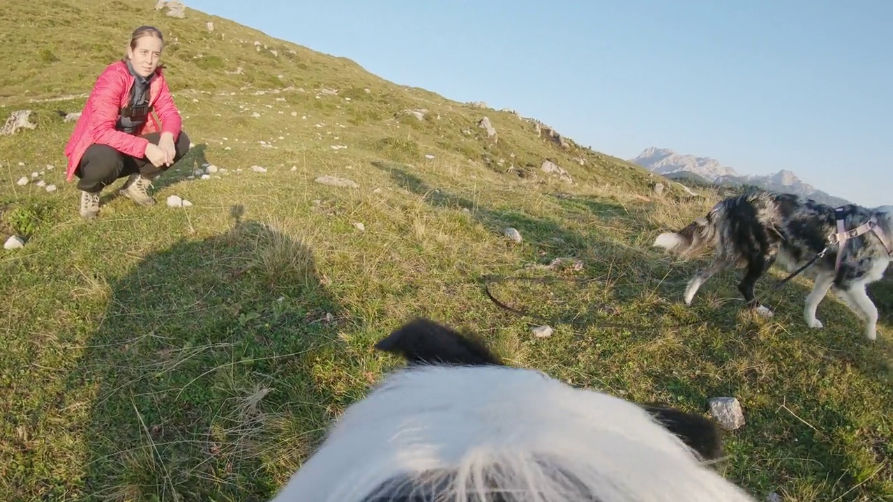 边玩玩具边奔跑的边境牧羊犬视频素材