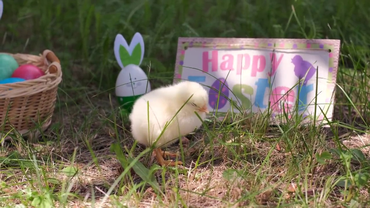 小鸡在上面签名:复活节快乐视频下载