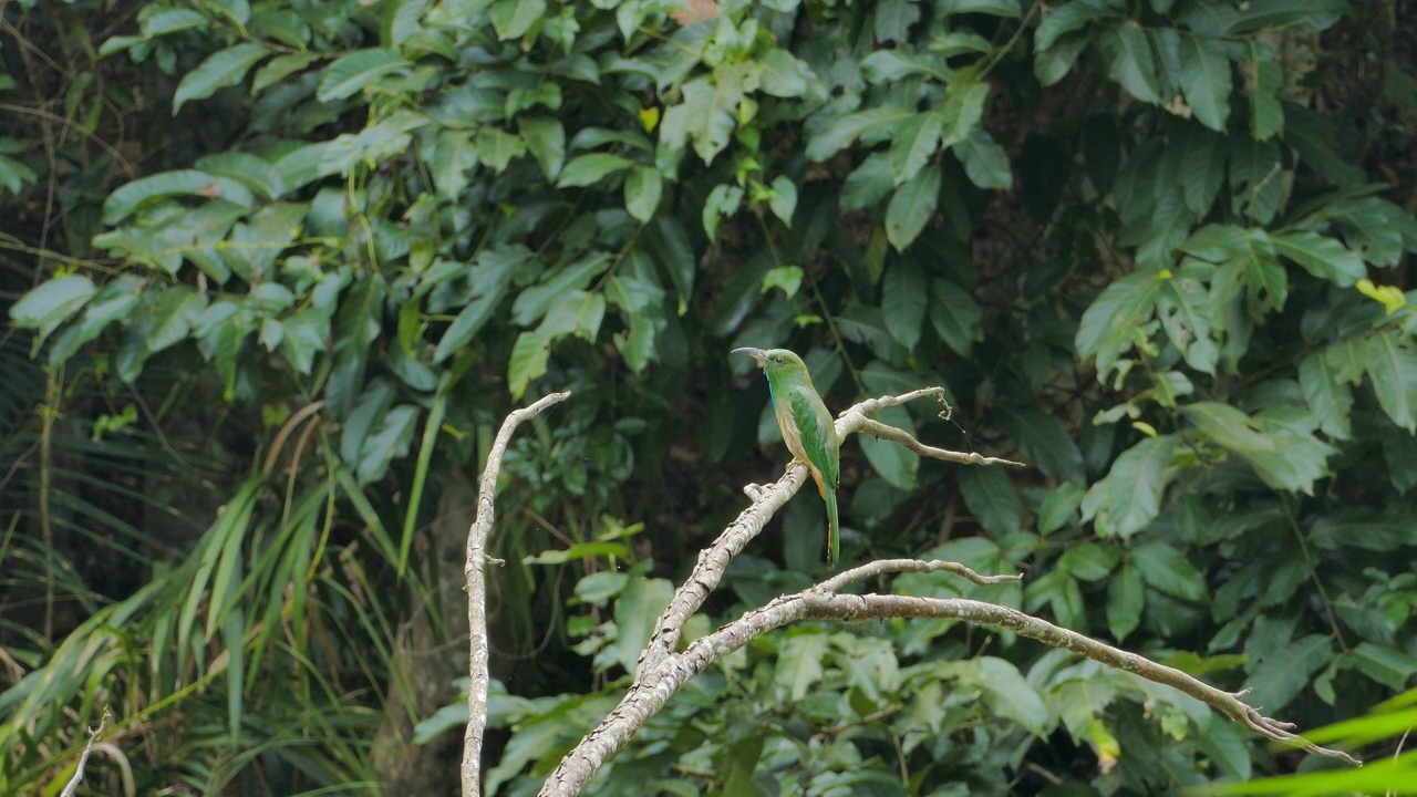 热带雨林里，蓝胡子食蜂鸟栖息在树上。视频下载