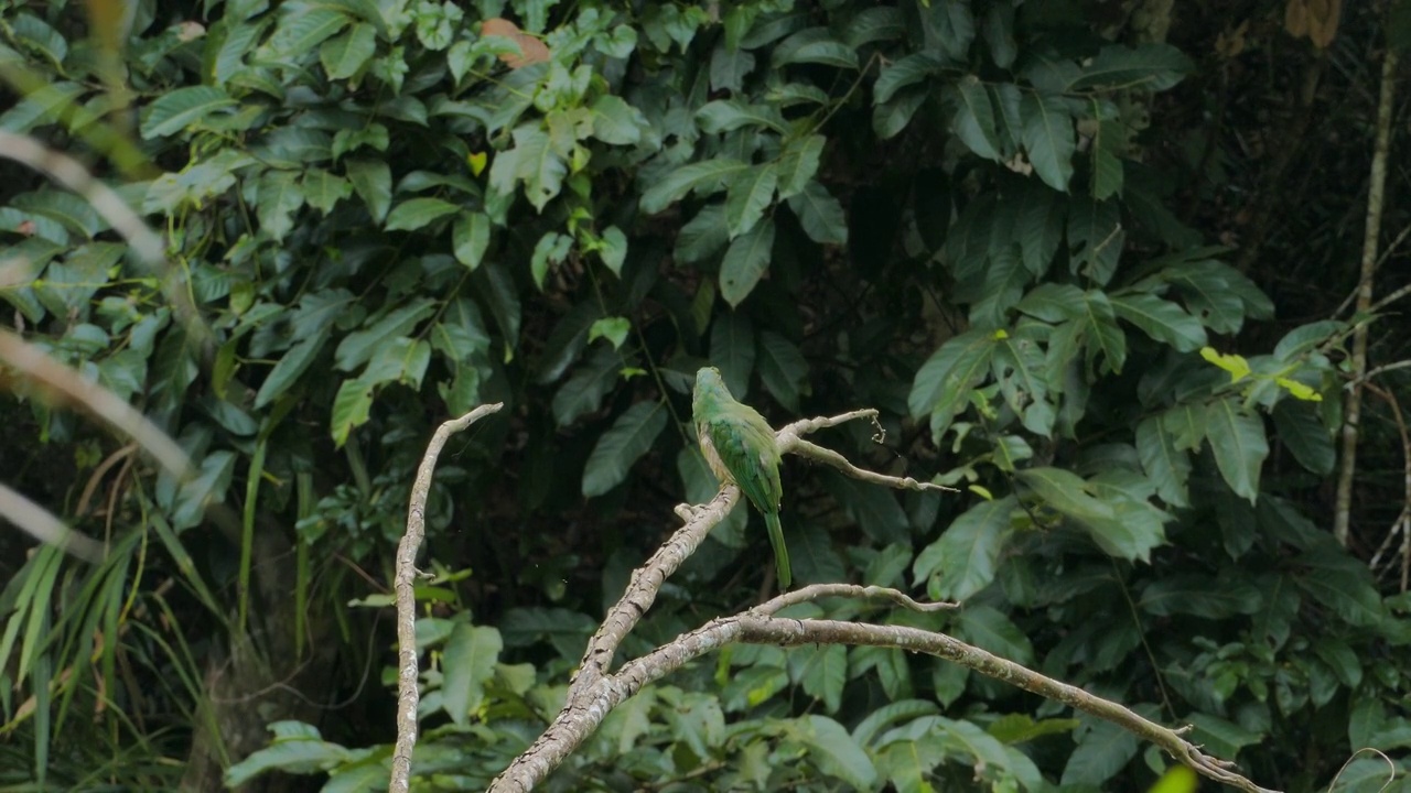 热带雨林里，蓝胡子食蜂鸟栖息在树上。视频下载