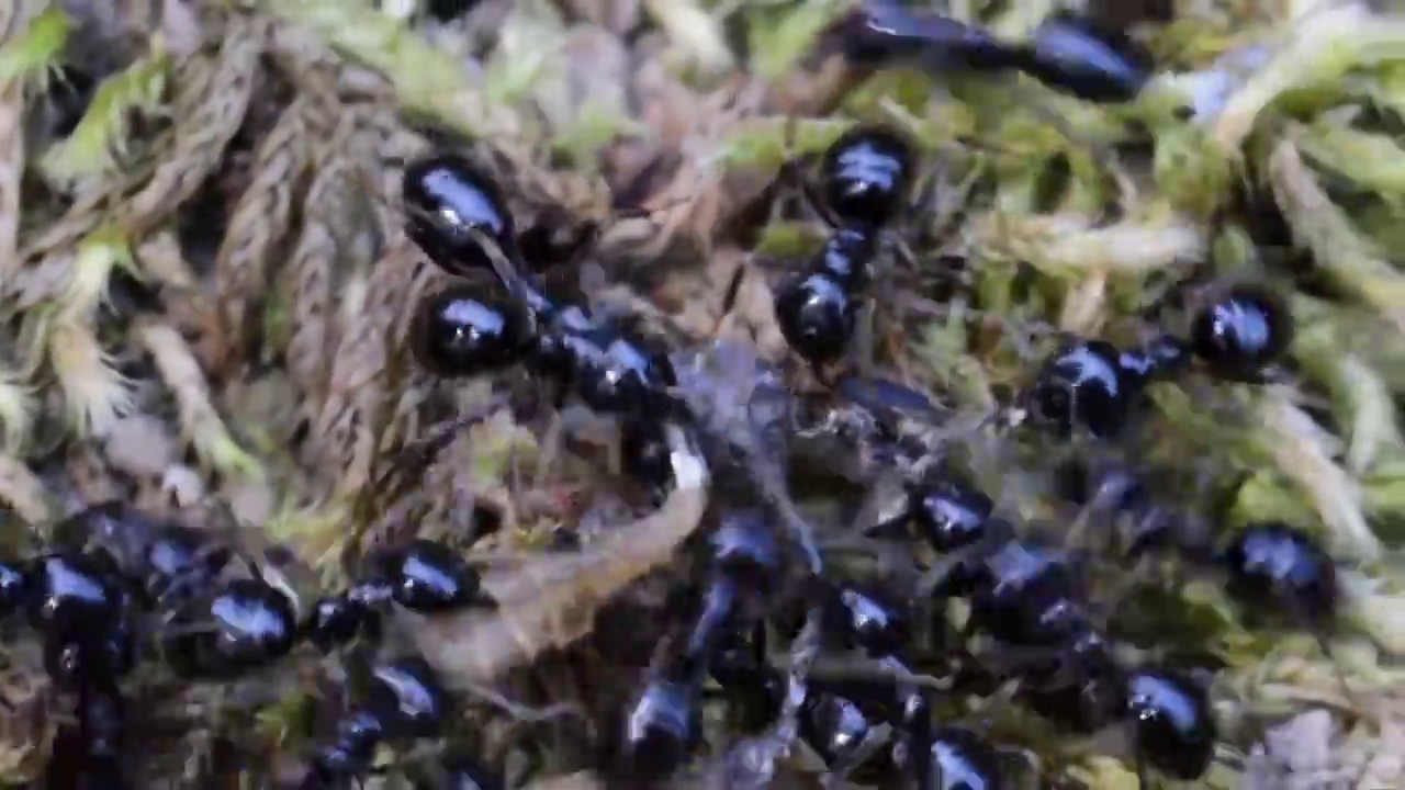 蚂蚁是携带死亡的昆虫视频素材