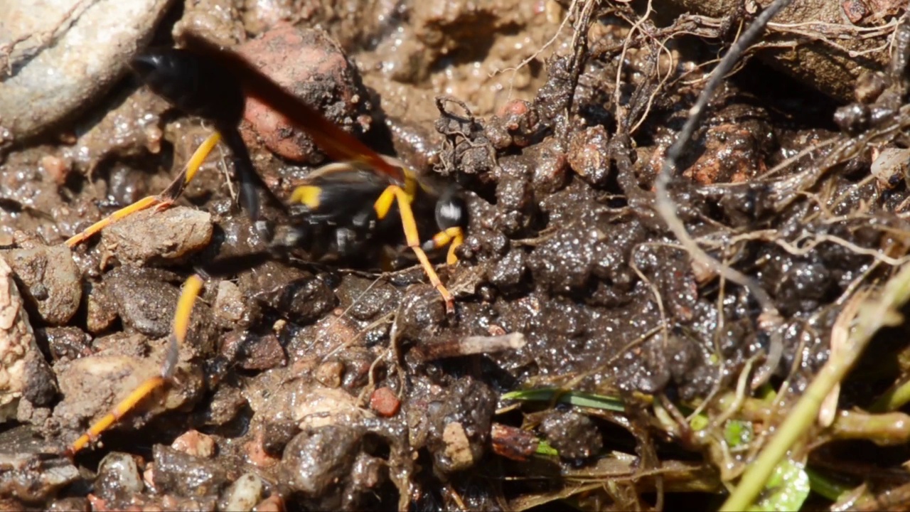 黄蜂收集泥土筑巢，昆虫，视频素材