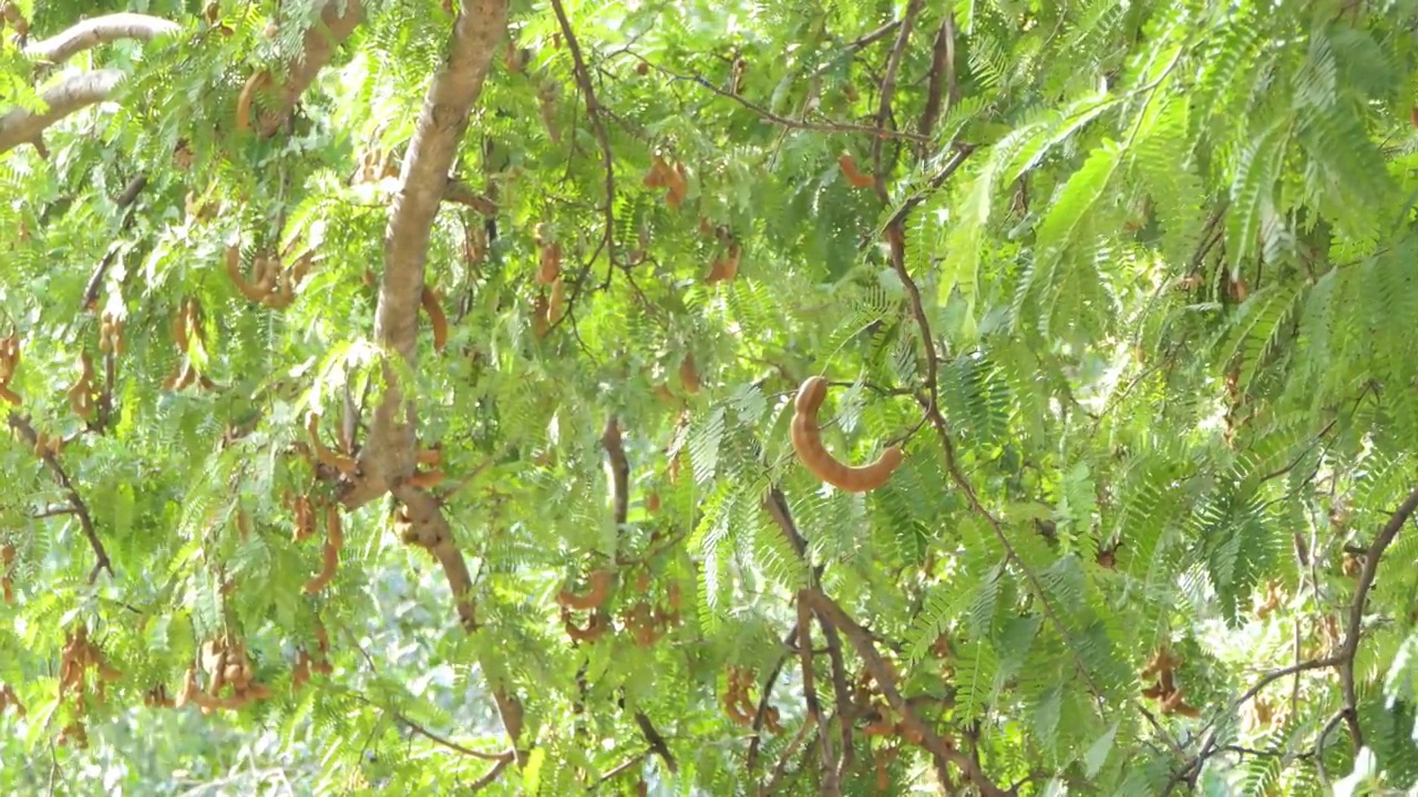农业园树上的罗望子果。视频下载
