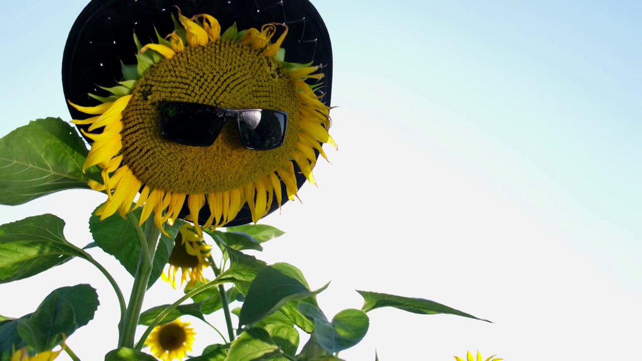 向日葵在美丽的夏天戴着太阳镜。视频下载