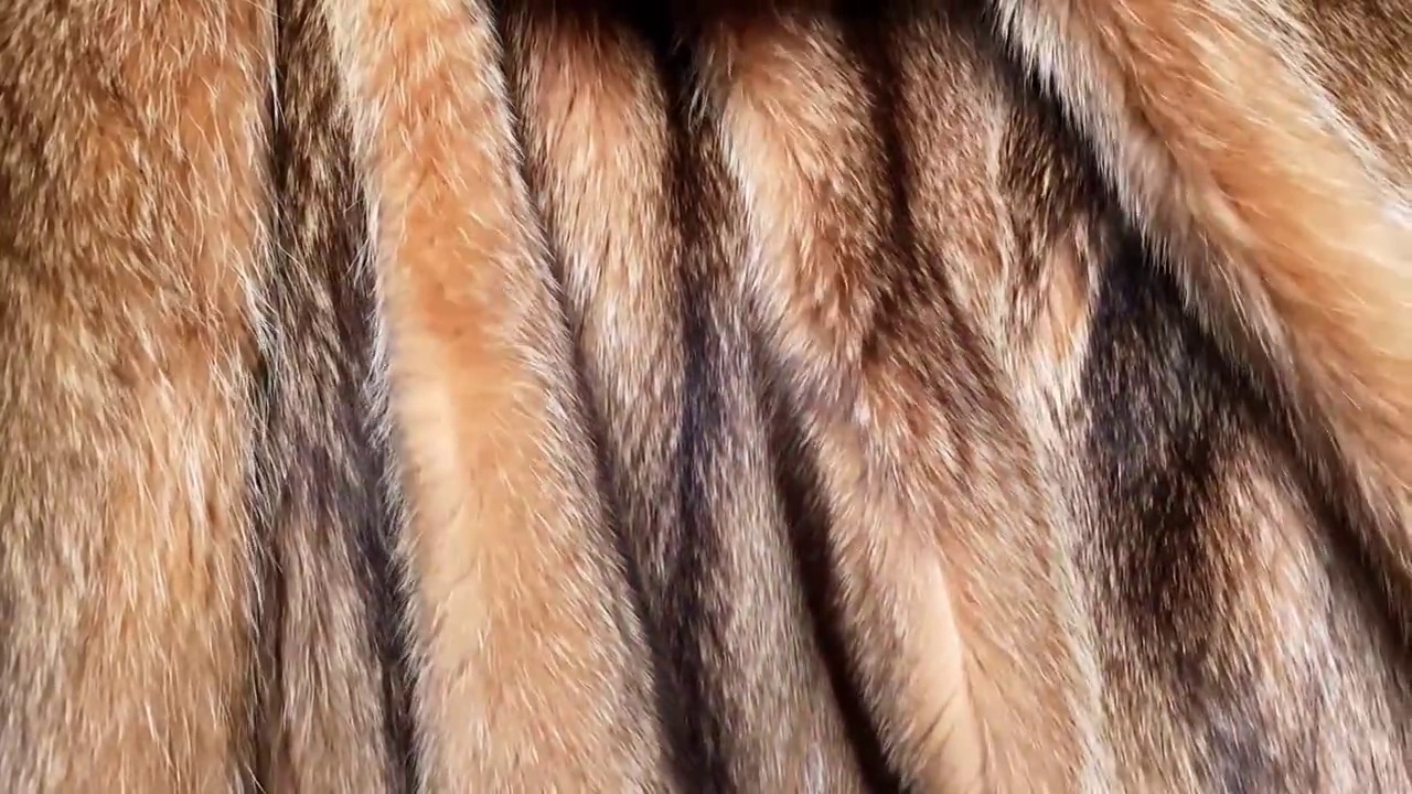 棕色和黑色的自然皮毛背景纹理，橙色的浣熊动物落视频下载