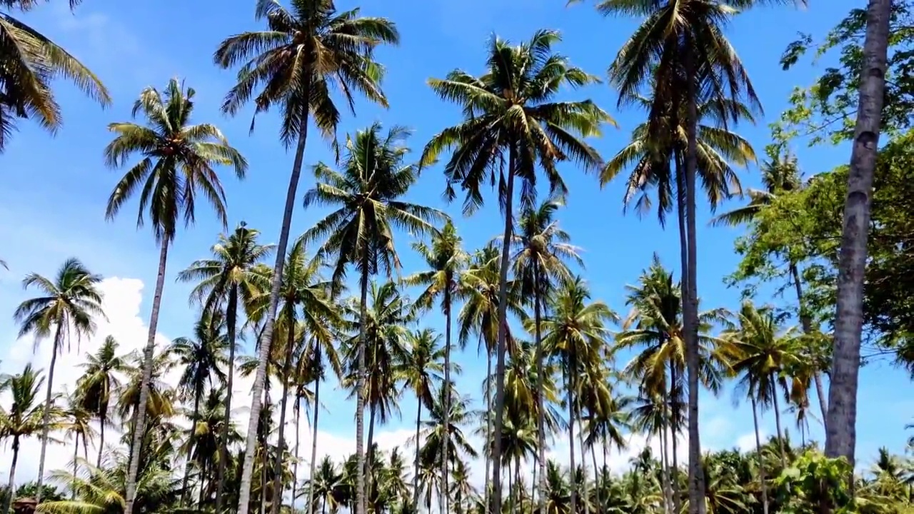 椰子树花园视频素材