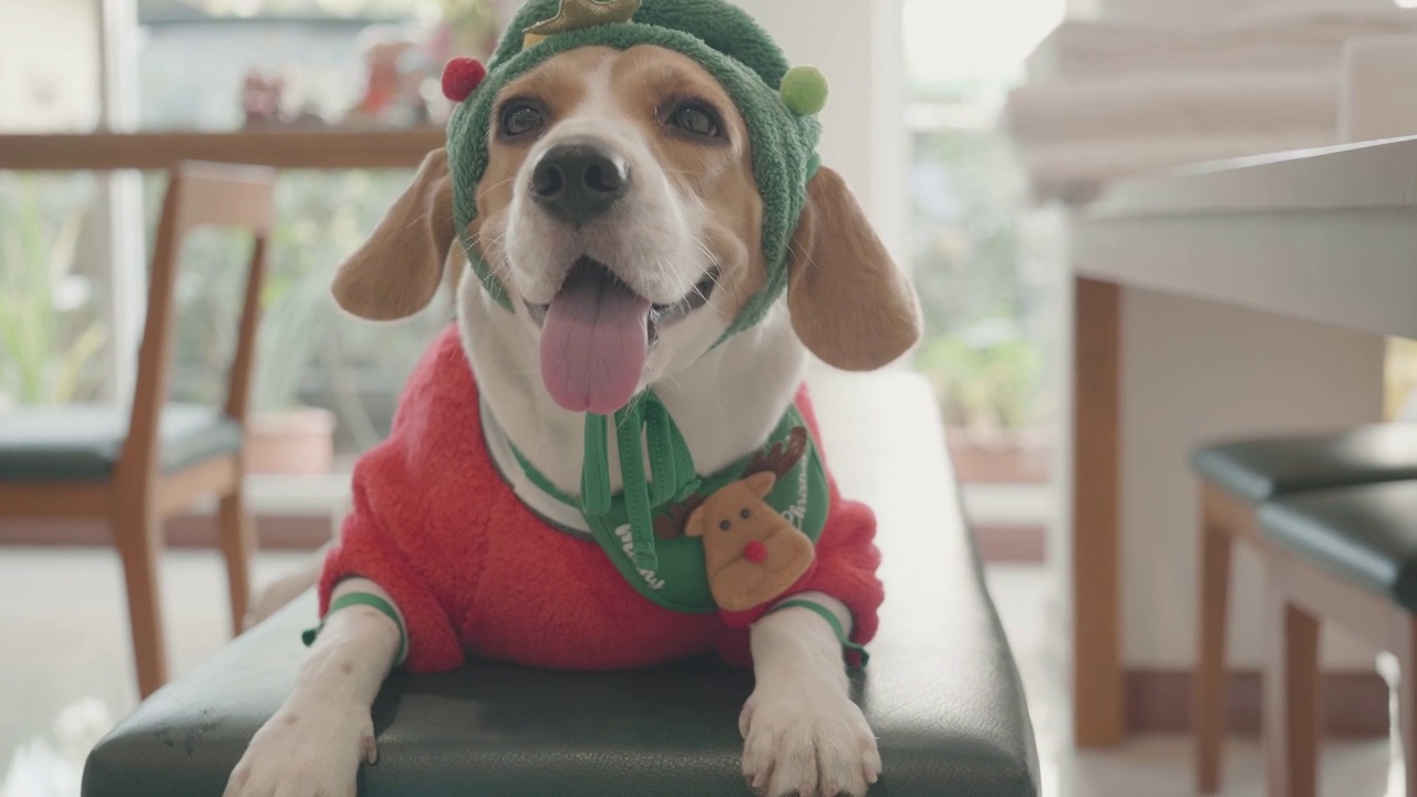 小猎犬穿着圣诞老人的衣服在家里玩耍视频下载