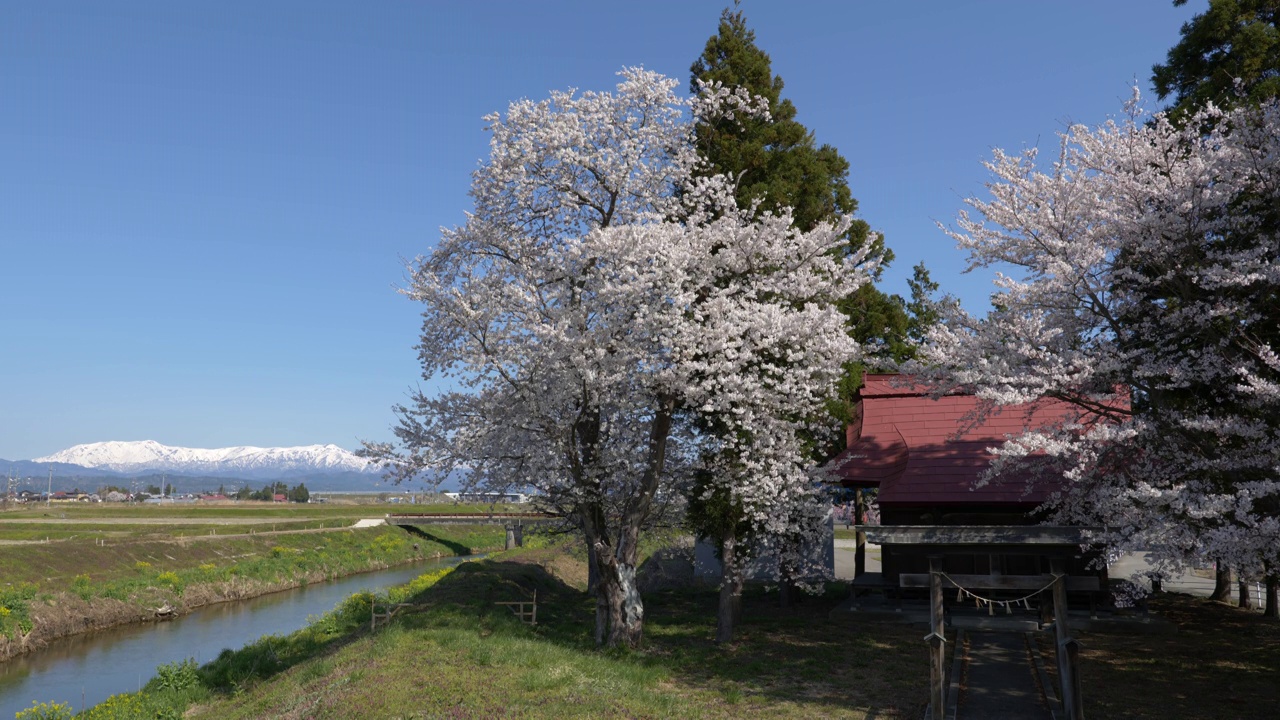 福島県喜多方市より望む冠雪した飯豊山と満開の桜 (Snowy Mountains over Cherry Blossoms in the Countryside of Japan)视频下载