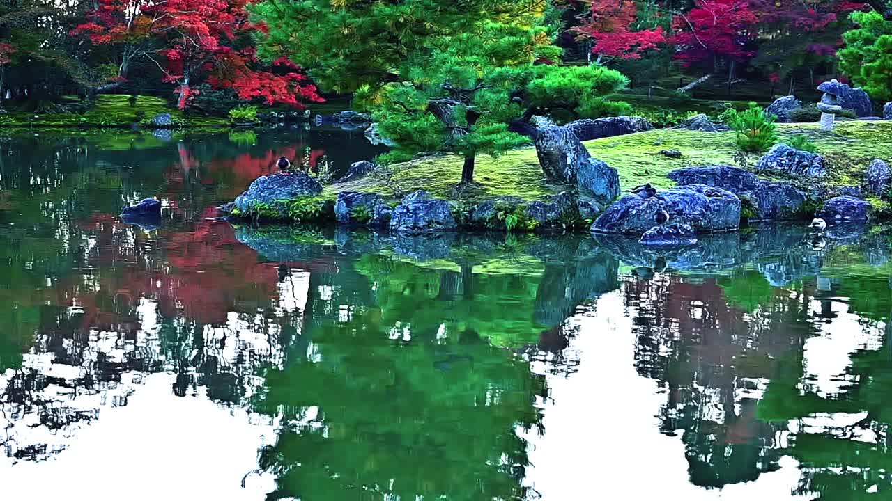 秋天的池塘视频下载