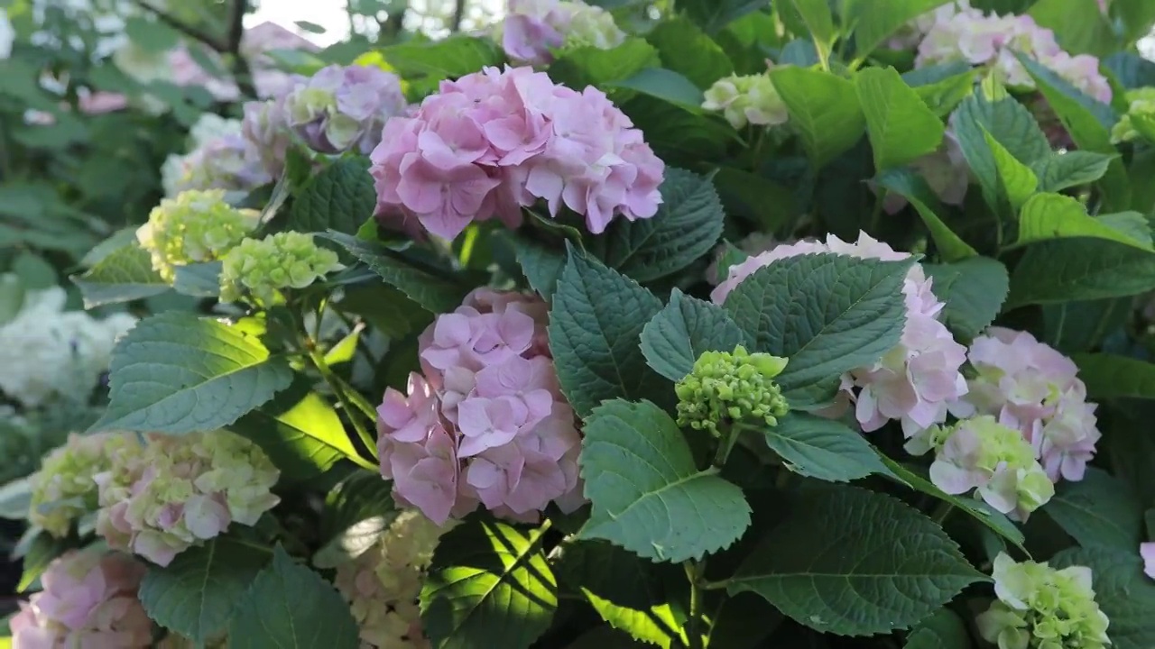 开花hortensia植物(绣球花)。视频素材