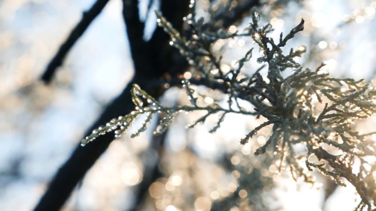 明亮模糊的树枝与露水从晨霜，背光，与美丽的散景和辉光。视频素材