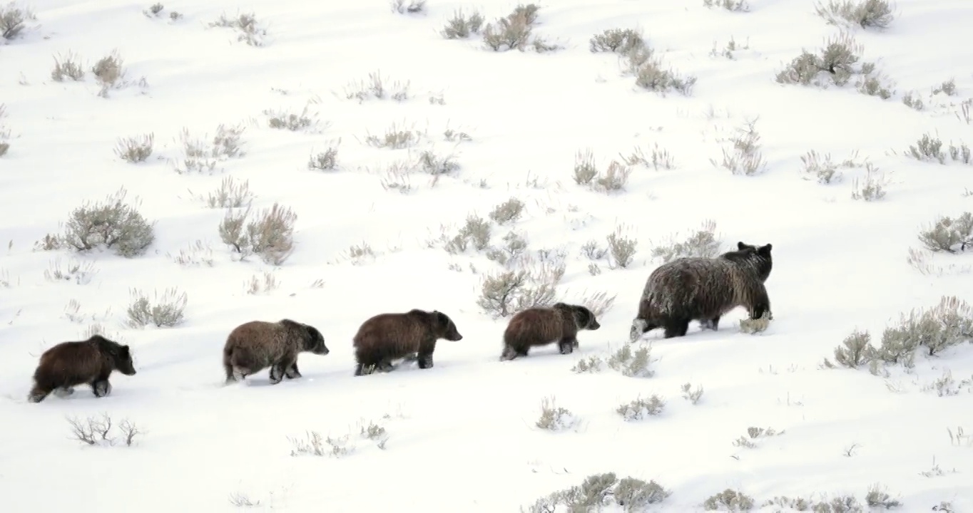 WS 4K拍摄的著名灰熊#399和她的4个羞怯/幼崽(Ursus arctos)，因为他们旅行到他们的巢穴视频素材