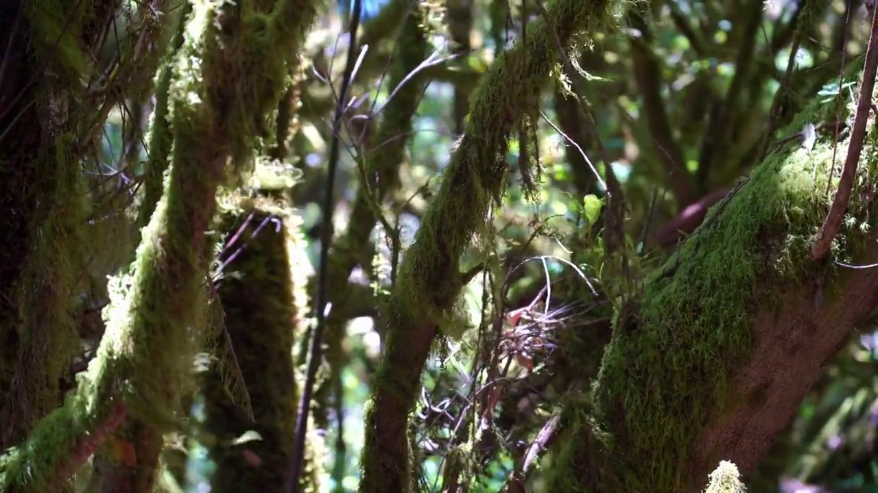 戈梅拉，加拉霍奈国家公园的雾林视频下载