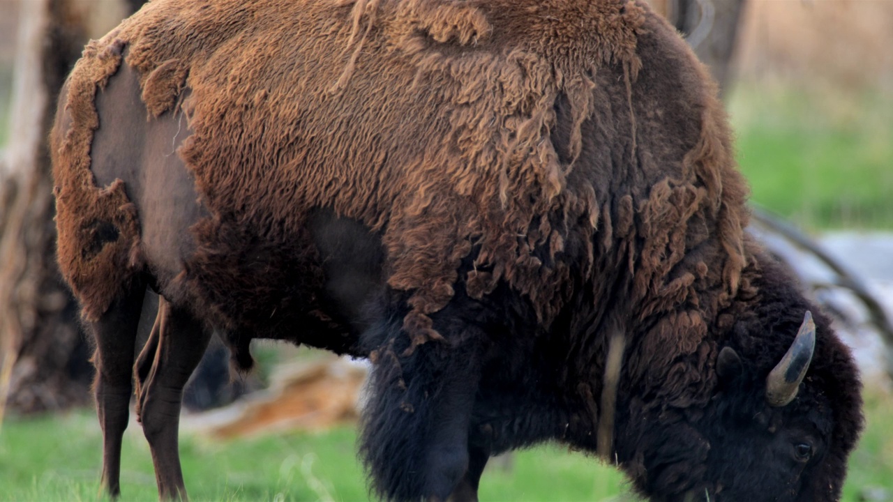 放牧野牛:黄石国家公园:拉马尔谷视频下载