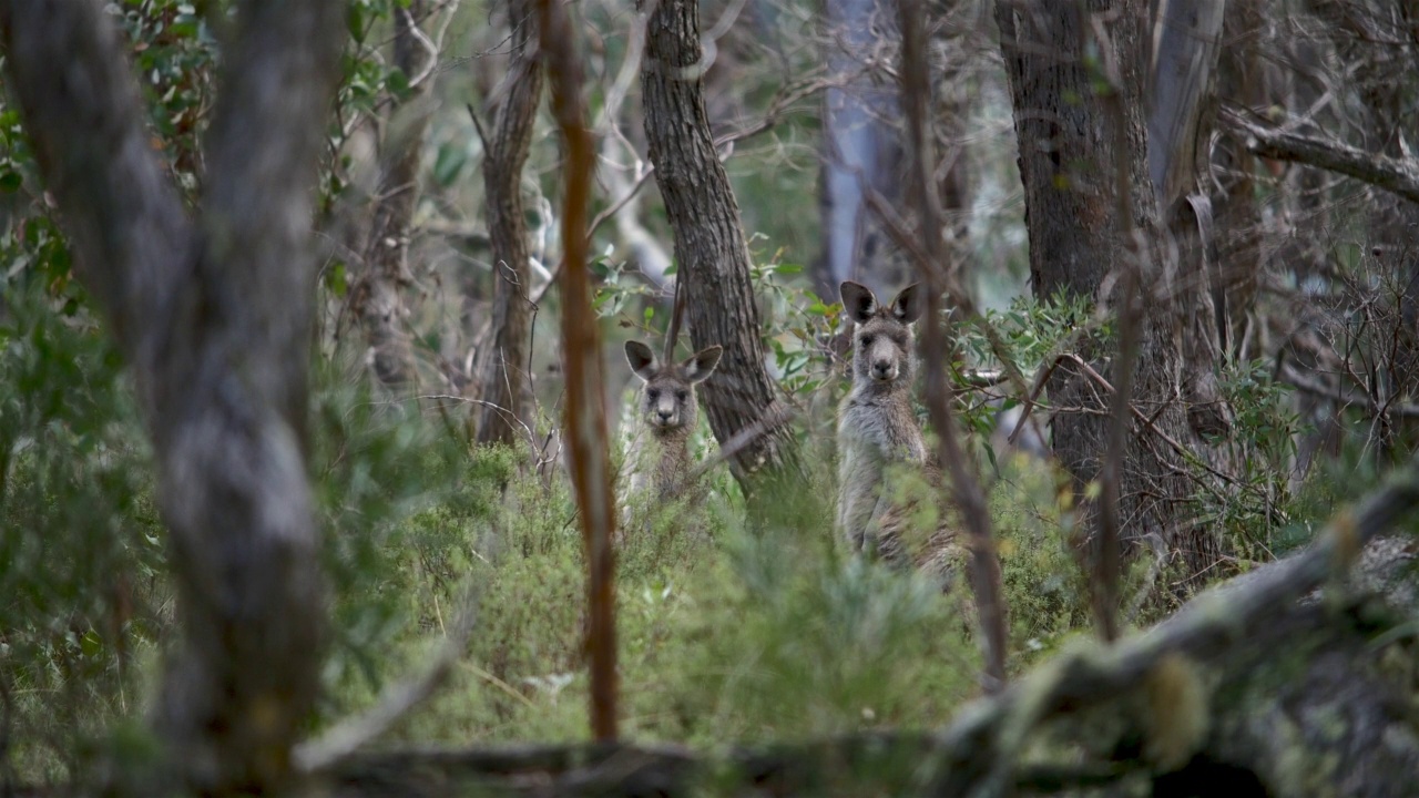 澳大利亚新南威尔士州森林里的袋鼠视频素材