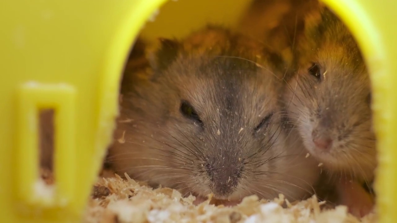 黄色家笼中的灰色小准噶尔仓鼠。视频素材