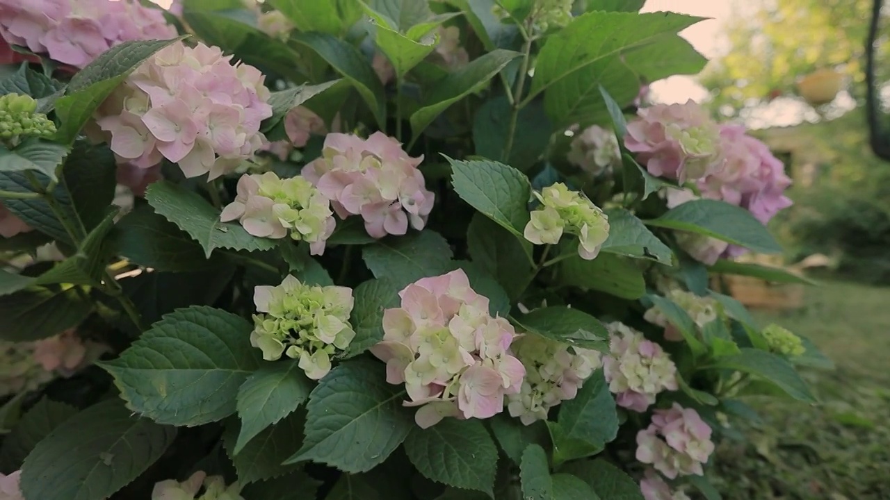 开花hortensia植物(绣球花)。视频素材