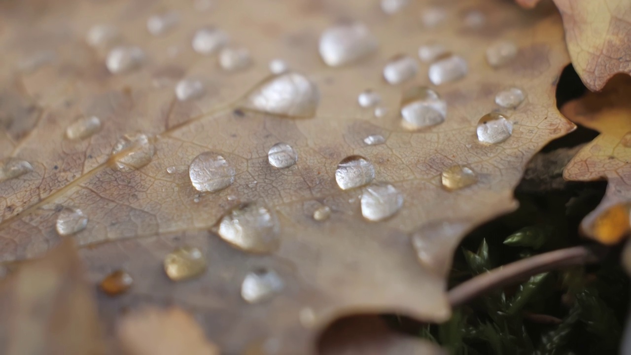 树叶上微小的露珠的微距镜头。4k视频下载