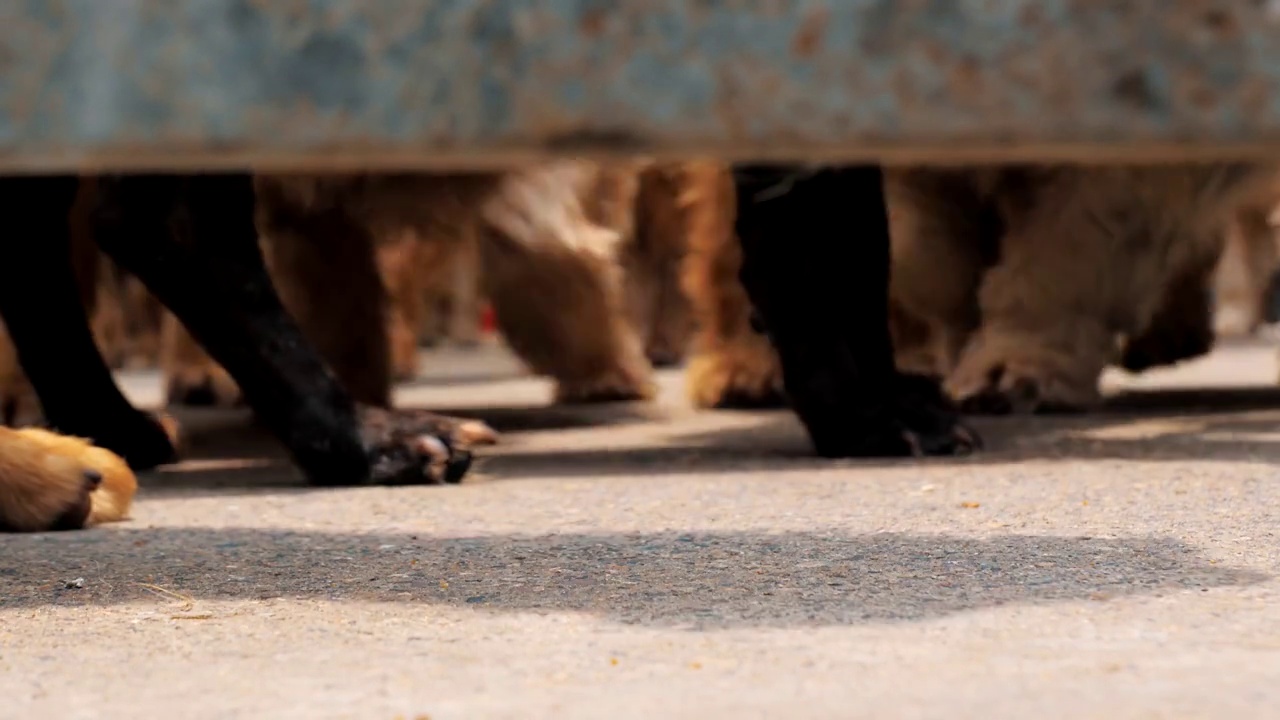 低角度拍摄，一只狗爪在围栏上行走，等待救援和被收养到新的家。动物收容所概念视频下载