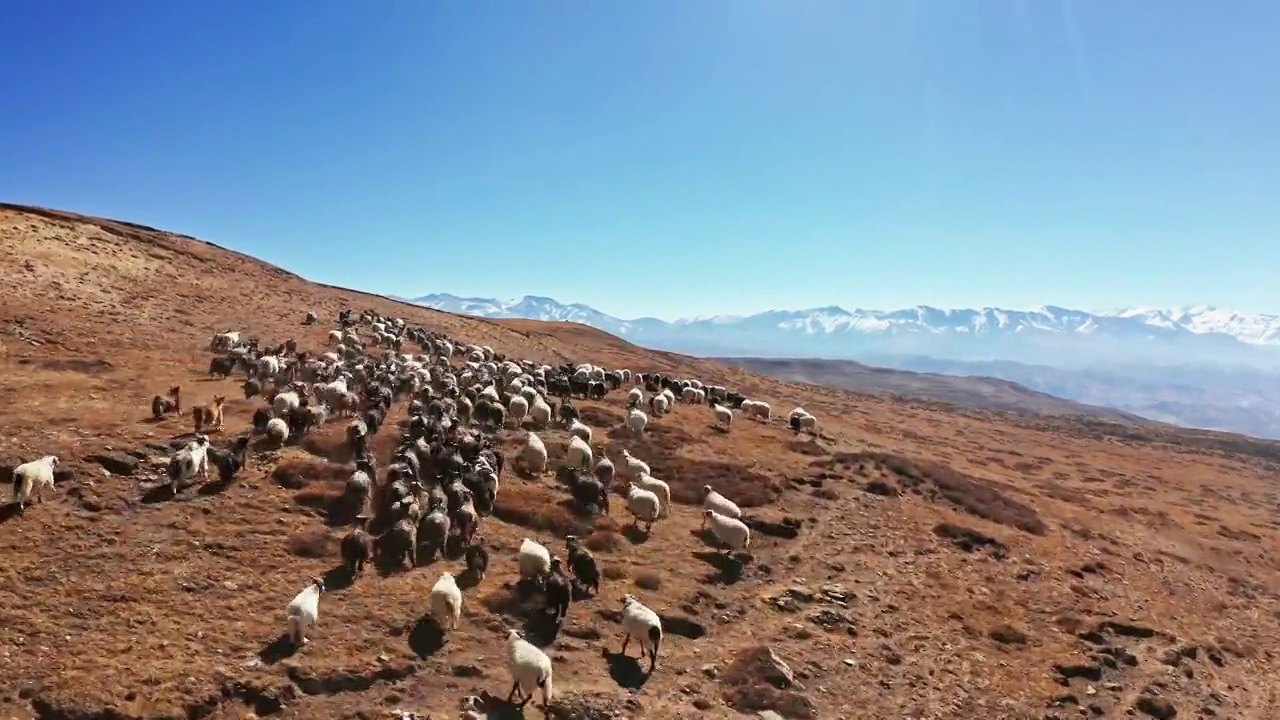 尼泊尔，一群绵羊和山羊在草原上移动视频素材
