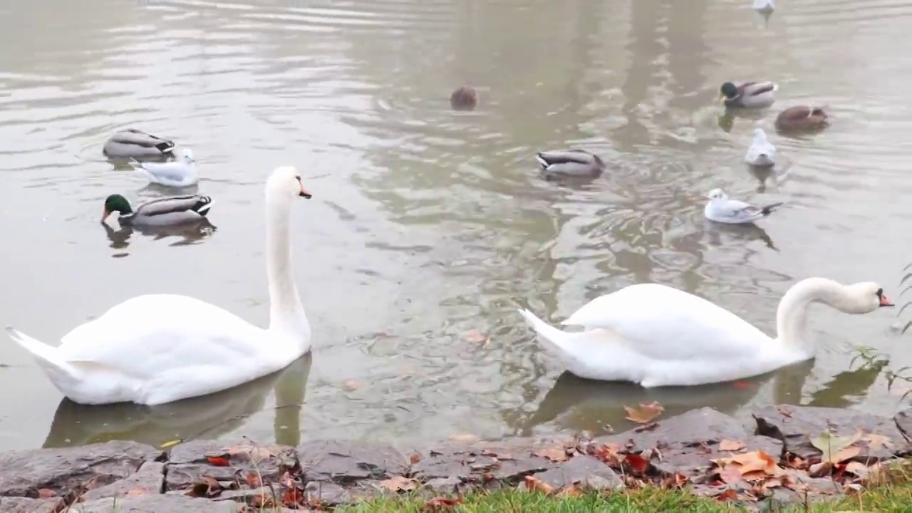 美丽的白天鹅在湖上游泳视频素材