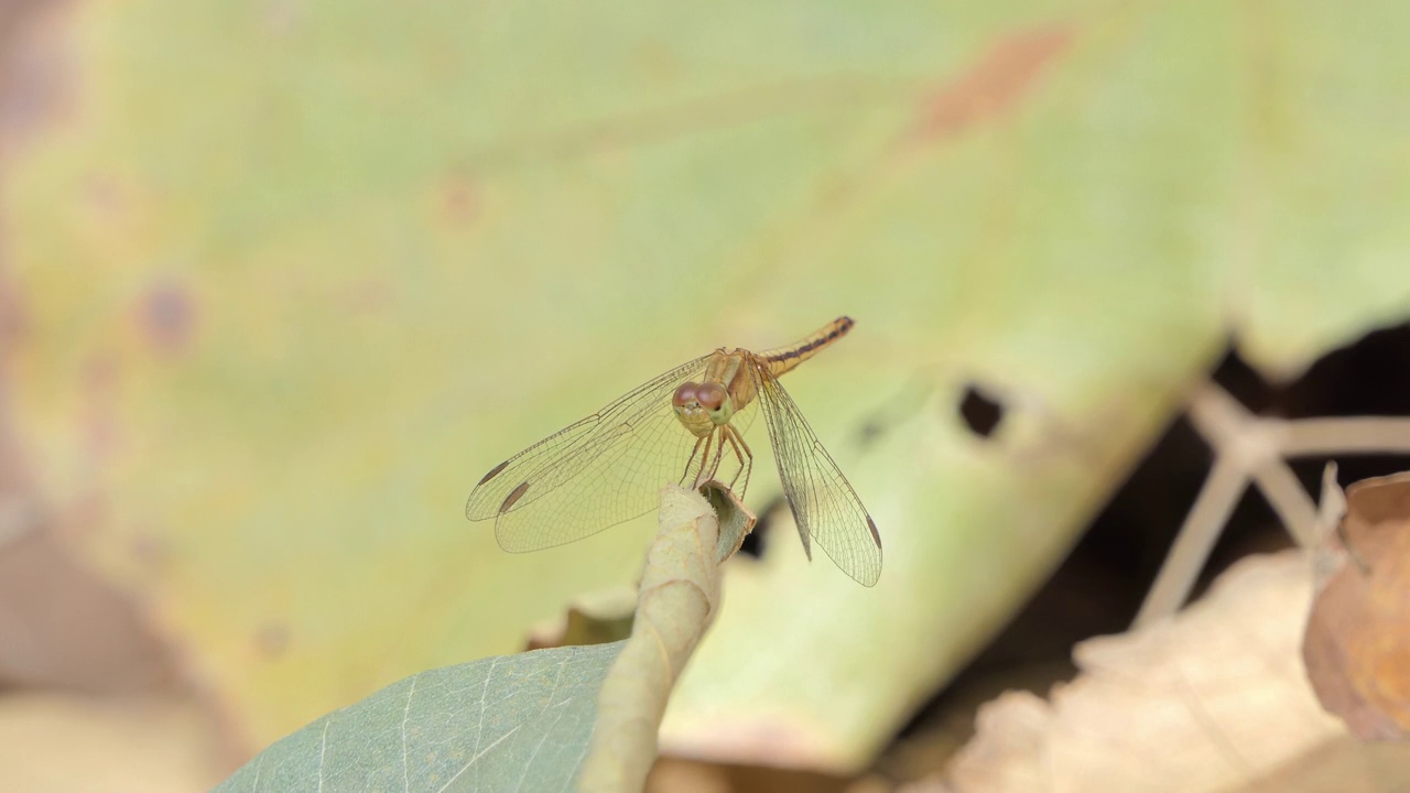 夏天，蜻蜓栖息在树枝上。视频素材