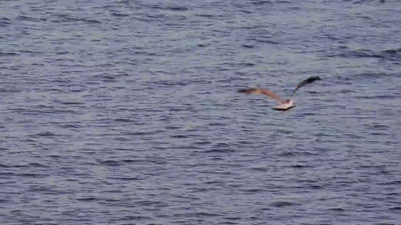 海鸥飞过海面捕捉猎物视频素材
