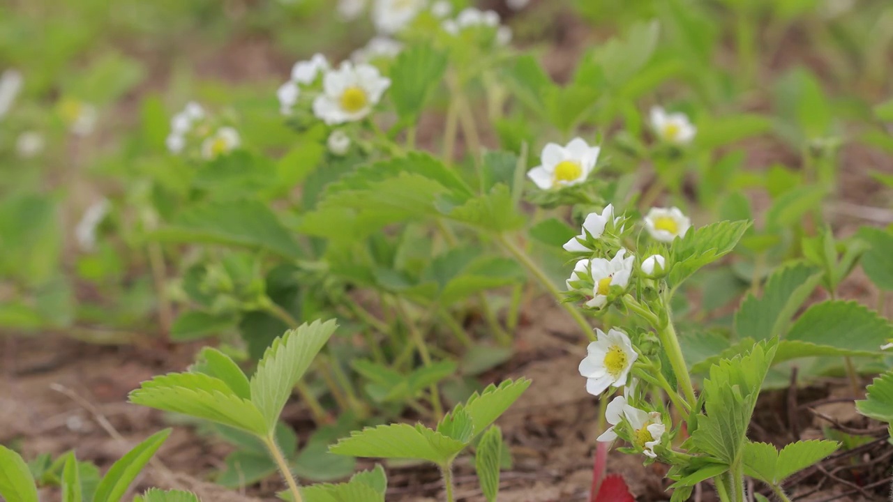 美丽的草莓丛上开着白花视频素材