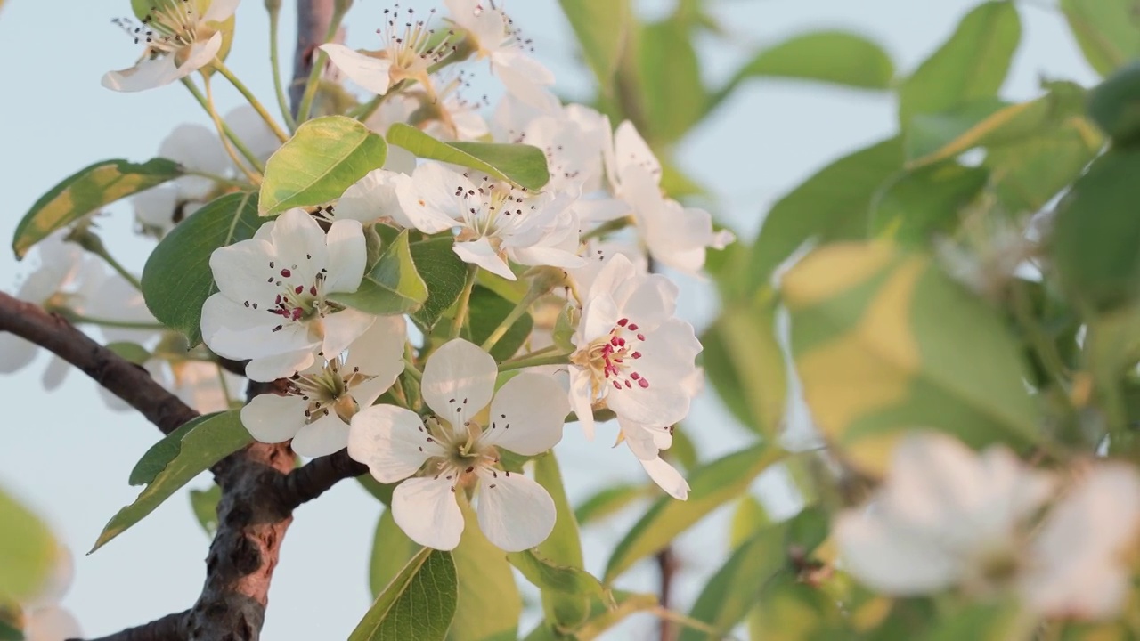 梨树开花，白花盛开视频素材