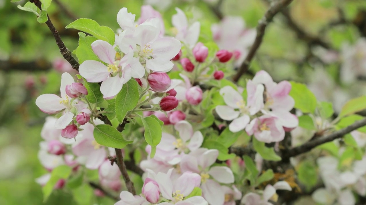 开着花的苹果树，树上开着白花视频素材